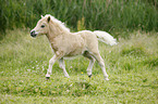 Mini Shetland Pony Fohlen