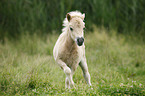 Mini Shetland Pony Fohlen