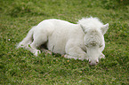 Mini Shetland Pony Fohlen