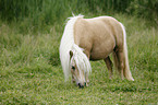 Mini Shetland Pony