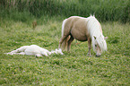 Mini Shetland Ponies