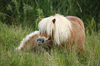 Mini Shetland Ponies