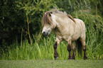 Mini Shetland Pony Hengst