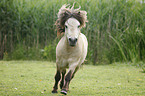 Mini Shetland Pony Hengst