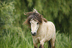 Mini Shetland Pony Hengst