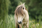 Mini Shetland Pony Hengst