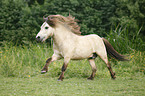 Mini Shetland Pony Hengst