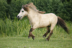 Mini Shetland Pony Hengst