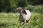 Mini Shetland Pony