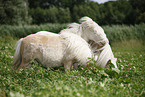 Mini Shetland Ponies