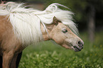 Mini Shetland Pony Portrait