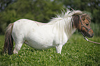 Mini Shetland Pony