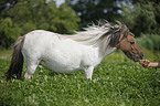 fressendes Mini Shetland Pony