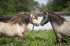 Mini Shetland Ponies