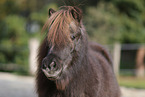 Mini Shetlandpony Portrait