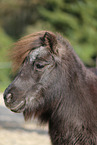Mini Shetlandpony Portrait