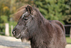Mini Shetlandpony Portrait