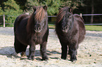 Mini Shetlandponies