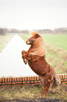 steigendes Mini Shetlandpony