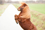 steigendes Mini Shetlandpony