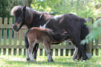 Mini Shetlandponys