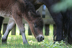 Mini Shetlandponys