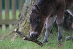 Mini Shetlandpony