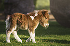 Mini Shetlandpony Fohlen