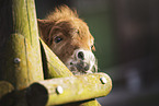 Mini Shetlandpony Fohlen