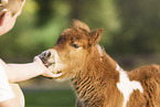 Mensch mit Mini Shetlandpony Fohlen