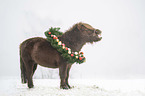 wieherndes Mini Shetlandpony