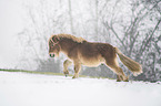 galoppierendes Mini Shetlandpony