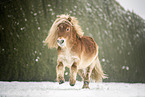 galoppierendes Mini Shetlandpony