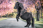 steigender Mini Shetlandpony