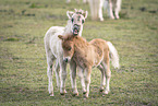 Mini Shetlandpony Fohlen