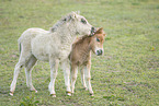 Mini Shetlandpony Fohlen