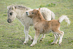 Mini Shetlandpony Fohlen