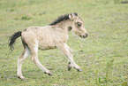 Mini Shetlandpony Fohlen