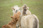 Mini Shetlandponies