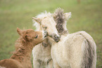 Mini Shetlandponies