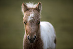 Mini Shetlandpony Fohlen