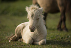 Mini Shetlandpony Fohlen