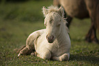 Mini Shetlandpony Fohlen