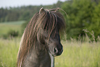 Mini Shetlandpony im Sommer