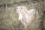 Mini Shetlandpony im Sommer