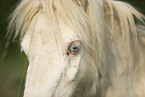 Mini Shetlandpony im Sommer