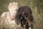 2 Mini Shetlandponies