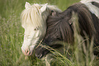 2 Mini Shetlandponies