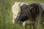 2 Mini Shetlandponies