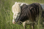 2 Mini Shetlandponies